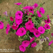 牵牛花粉色牵牛花红色牵牛花苗圃大量供应