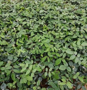 优质山豆根苗非常好好好好好好好好好好好好好好好好好