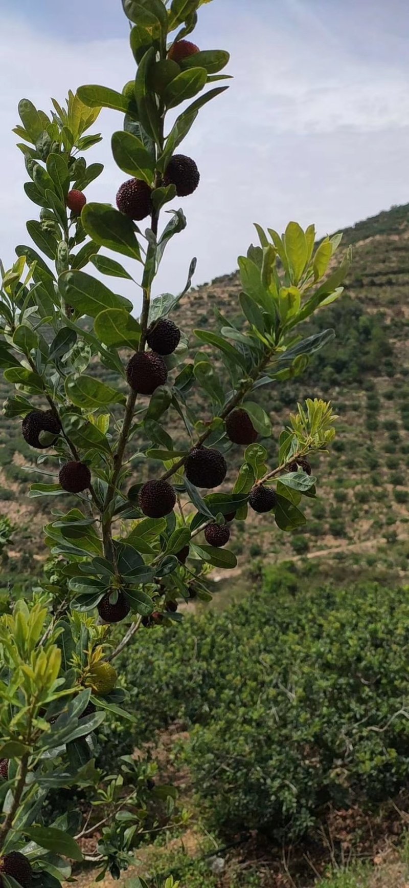 福建漳州龙海杨梅新鲜采摘大量有货全国代发欢迎咨询