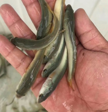 [黑鱼苗批发]白乌鱼苗价格1.00元/个 - 一亩田