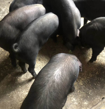 大苏太母猪抗病毒抗粗粮瘦肉型好