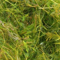 微山湖水草