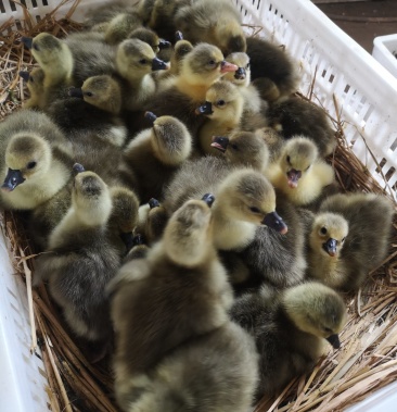 [朗德鹅苗批发]长年供应朗德鹅苗价格16.00元/个 - 一亩田