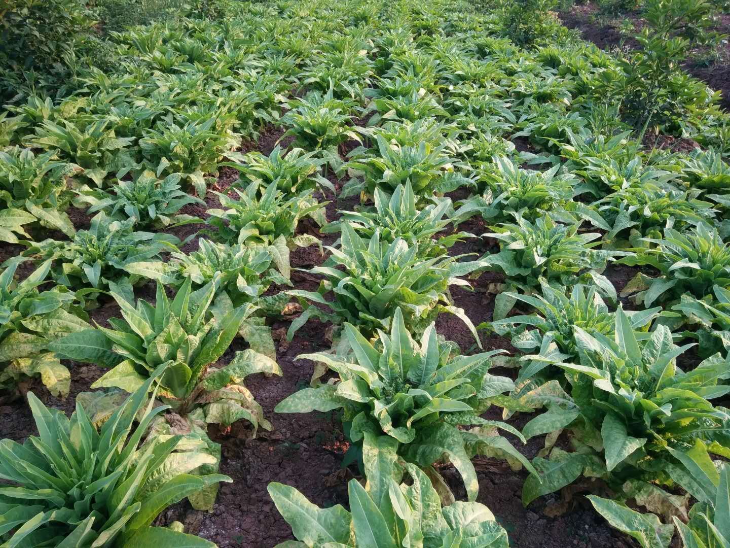 山莴苣田间种植场景