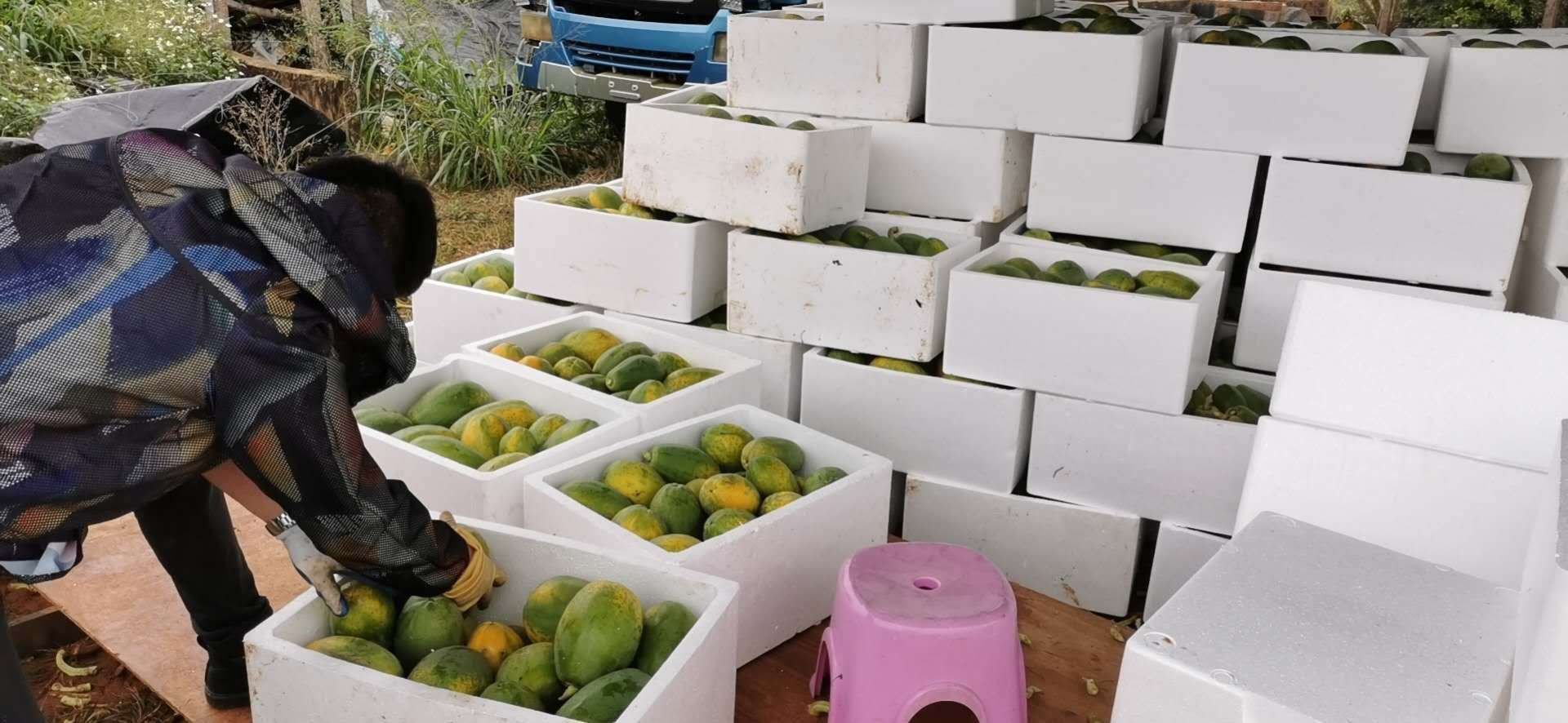 红薯被分拣并放入铺有干草的木箱中准备储存