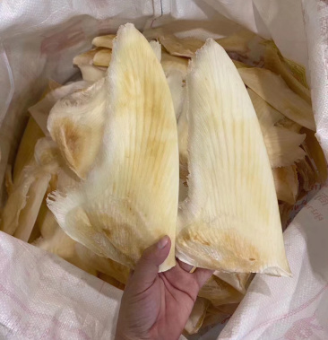 [鱼翅批发]浦 鱼翅手掌大 小价格286.00元/克 - 一亩田