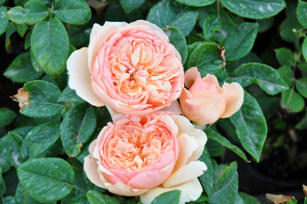 展示亚洲百合、东方百合和麝香百合的花瓣形状对比,突出其形态差异 不同种类百合对比图