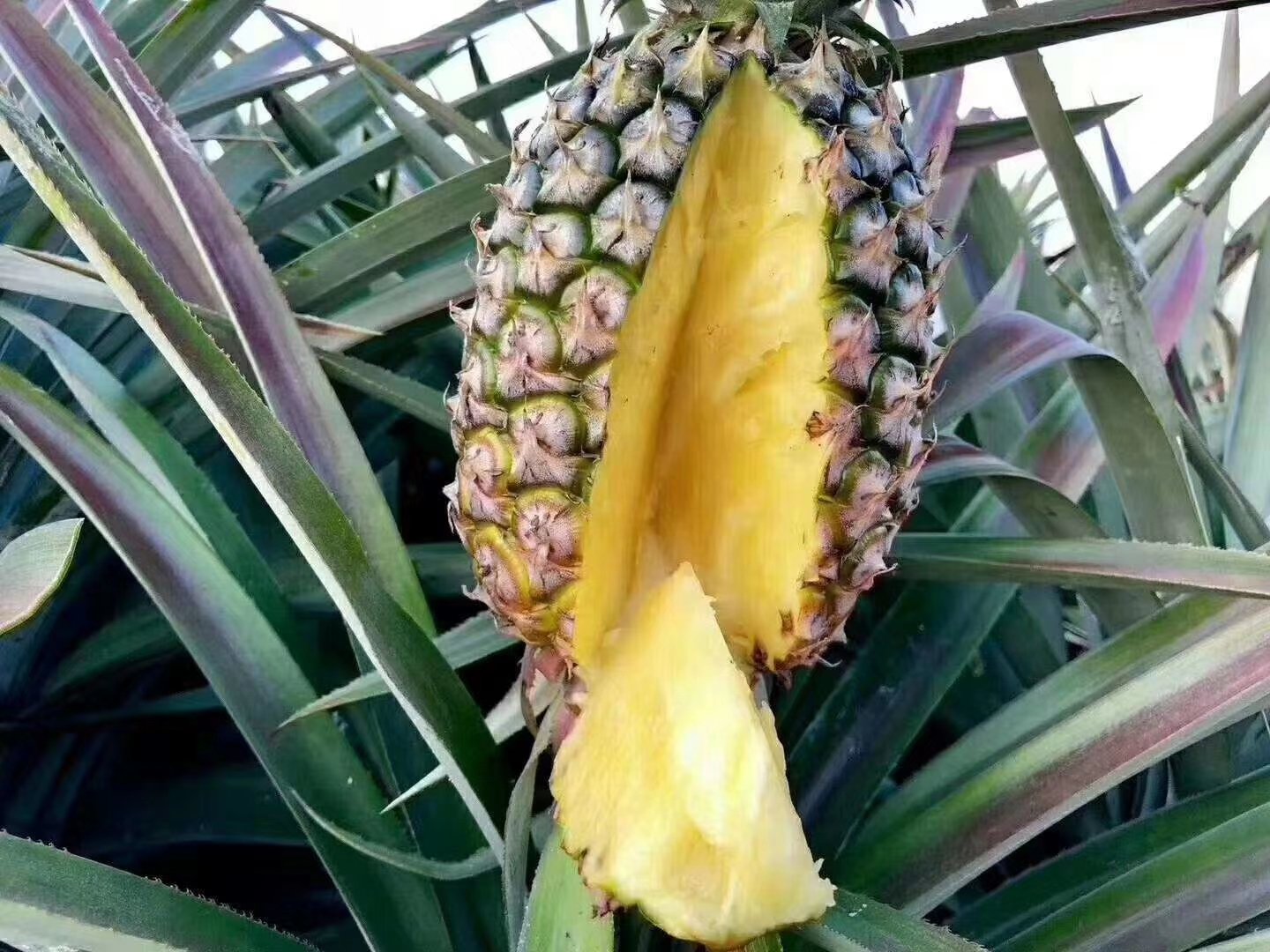 图示展示如何通过颜色、气味、触感判断菠萝是否成熟可食用 新鲜菠萝选购指南示意图