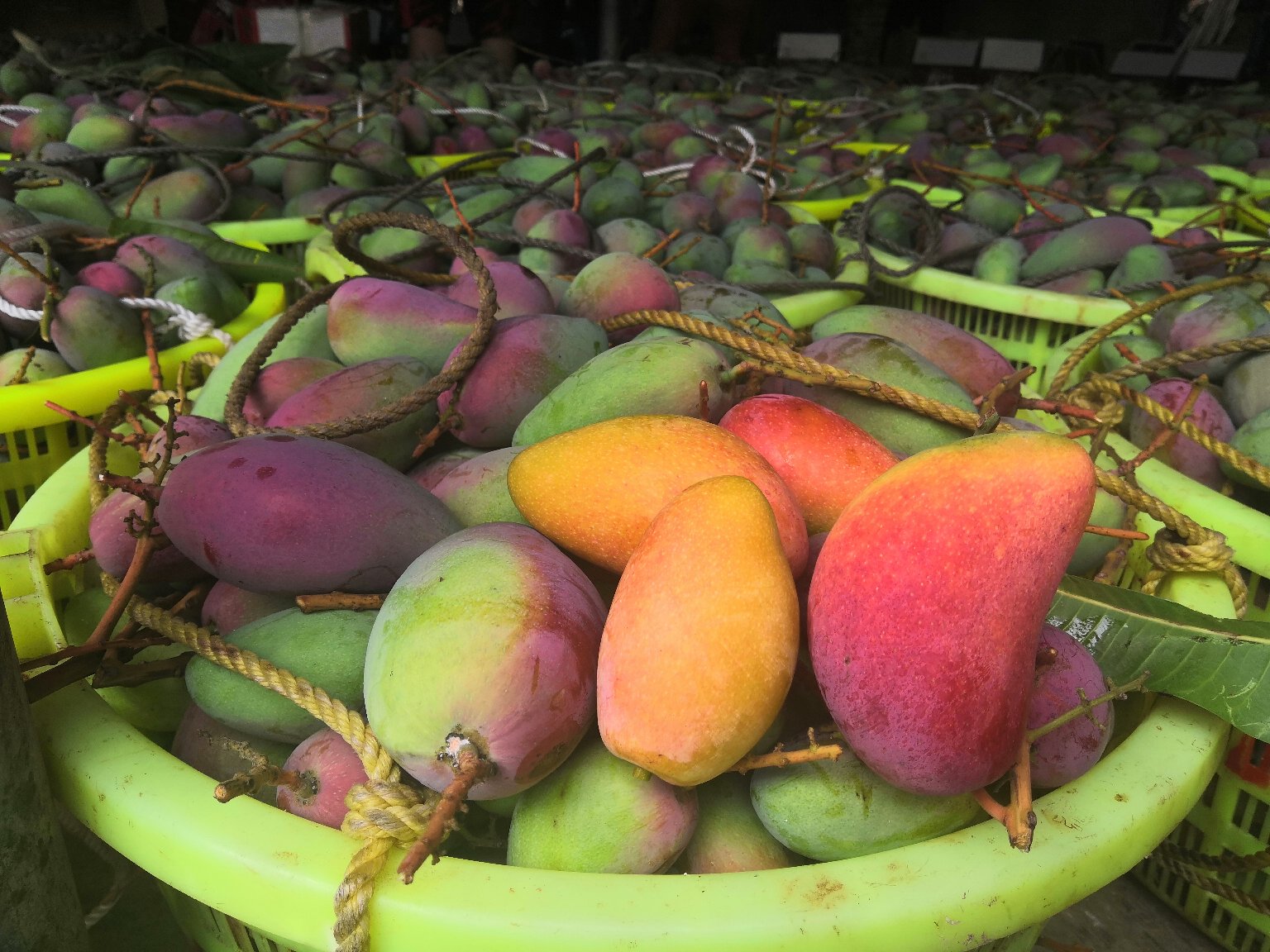 农户采摘贵妃芒场景