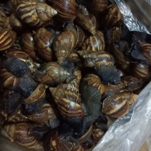 黑肉蜗牛，三螺，货源充足。
