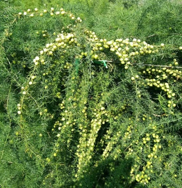 云南大理大天冬优质鲜种子