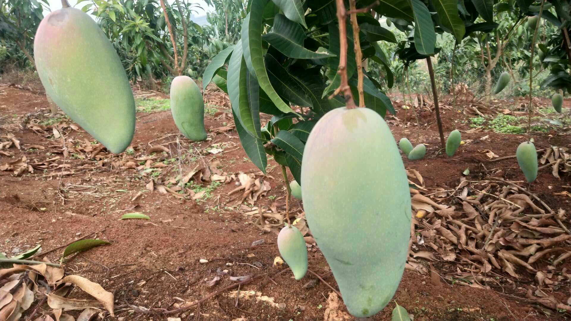 广西百色酸青芒果园航拍