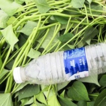龙九西瓜红商薯19薯苗