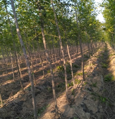 [榆树批发]新品种速生直杆榆2.2万棵出售 3厘米价格12.