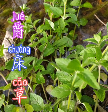 贵州毕节古夜郎大地野生药材爵床草全草入药下单现采