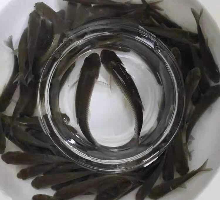 除草剂喷洒操作不当导致药液飘入鱼塘 除草剂喷洒操作不当导致药液飘入鱼塘