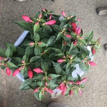 倒挂金钟，灯笼花，花苞多