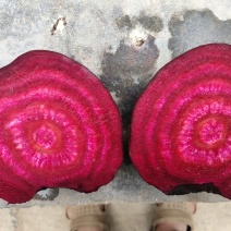 甜菜