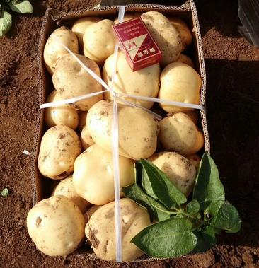 早大白土豆品种图片