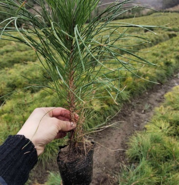 油松杯苗13x14杯苗高20一40公分