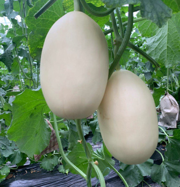 河南红金蜜甜瓜,白皮红肉脆梨甜瓜,红金蜜瓜万亩交易市场