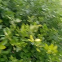 张三丰苗圃，果园，.欢迎光临，采购，品尝，采摘。