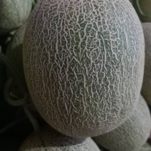 楚雄广通西周蜜（小蜜脆瓜）上市