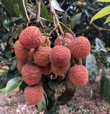 [荔枝批发]茂名市电白荔枝价格2.00元/斤 - 一亩田