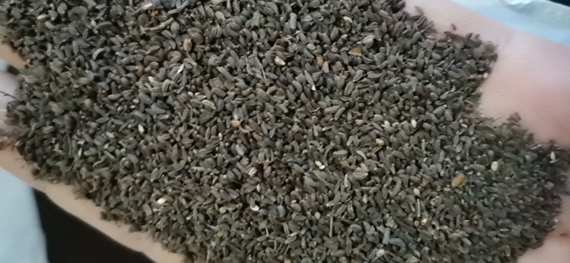 北柴胡种子处理与播种示意图