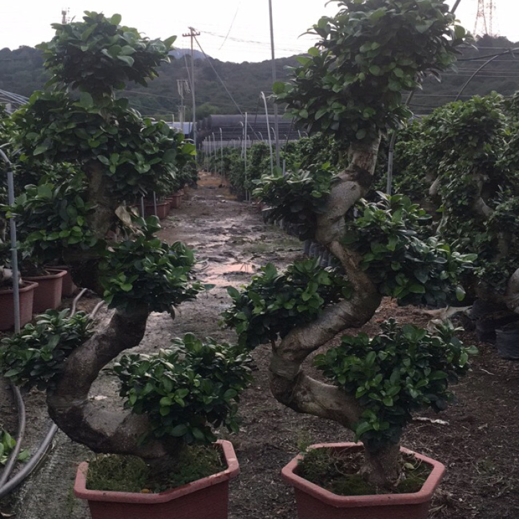 地瓜榕游龙s形榕树盆景