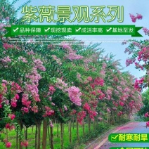 紫薇树苗绿化工程苗庭院植物