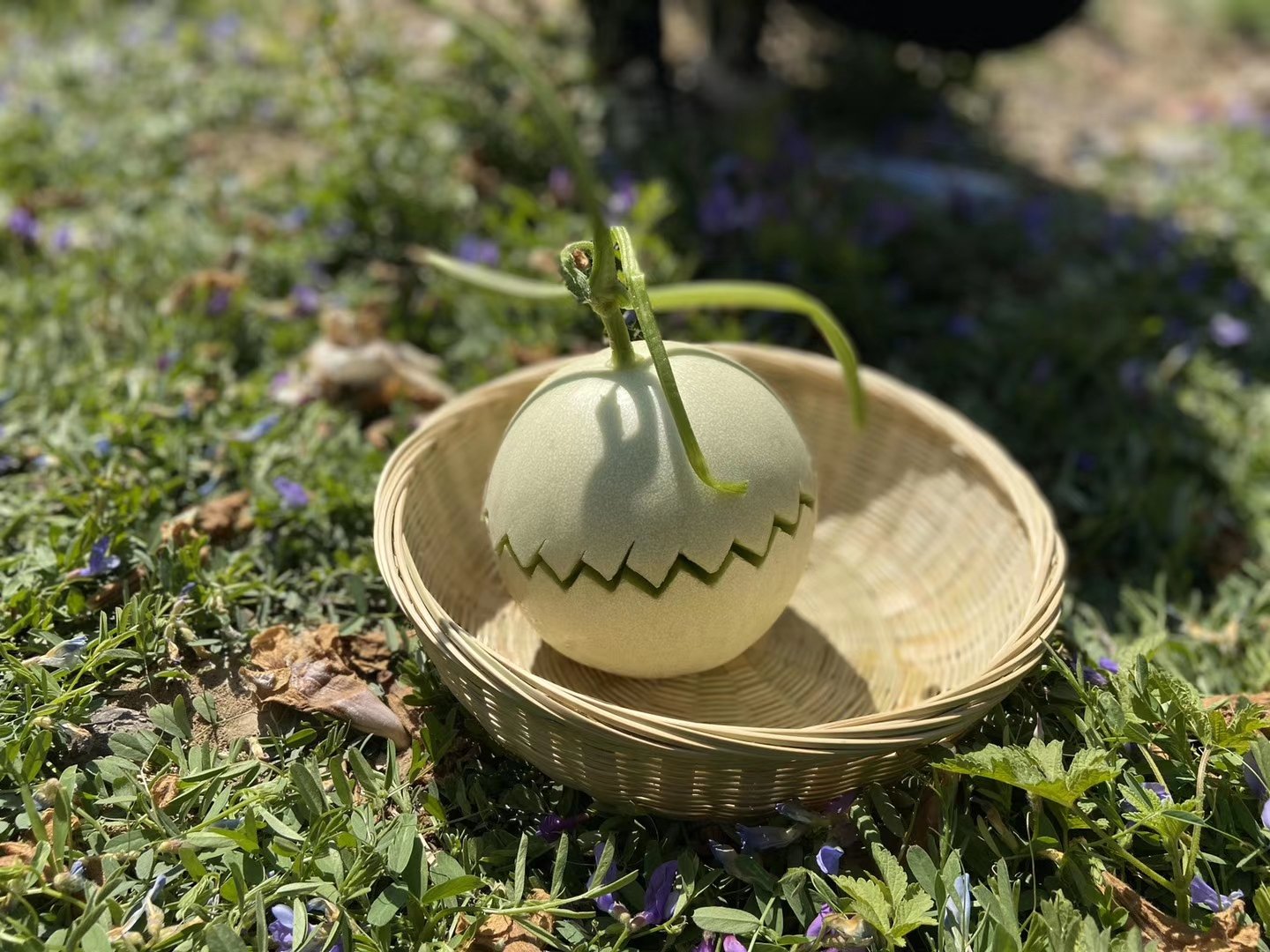 玉菇甜瓜在果篮中的摆拍照片