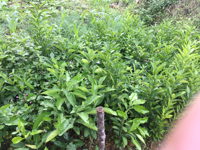 柚子树种植园实景图,展示柚子叶生长环境 柚子树种植园