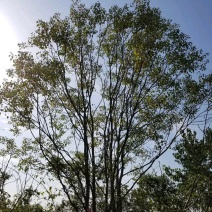 乌桕..一手货源自家苗圃绿化种植大量批发