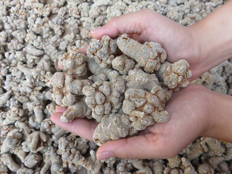 三七药材市场,展示三七毛在药材挑选和交易中的实际应用 三七毛在药材市场中的应用场景