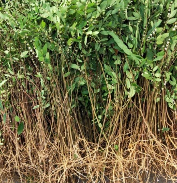 白花地棉根白花地棉根