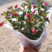 灯笼花