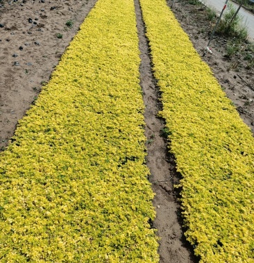 金边过路黄金边过路黄