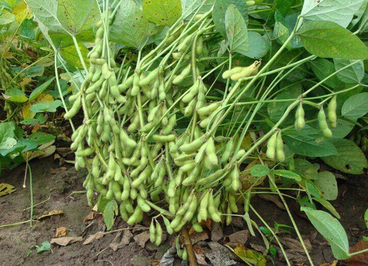 图中展示一株健康的蚕豆植株,豆荚饱满,颜色为绿色至浅褐色,豆荚内部可见成熟的蚕豆种子 蚕豆植株与成熟豆荚