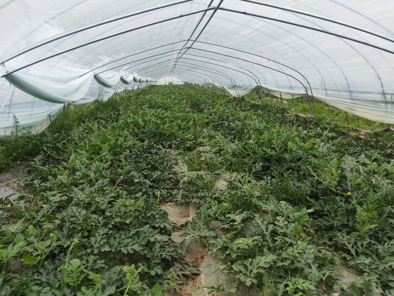 庞各庄京欣西瓜种植基地