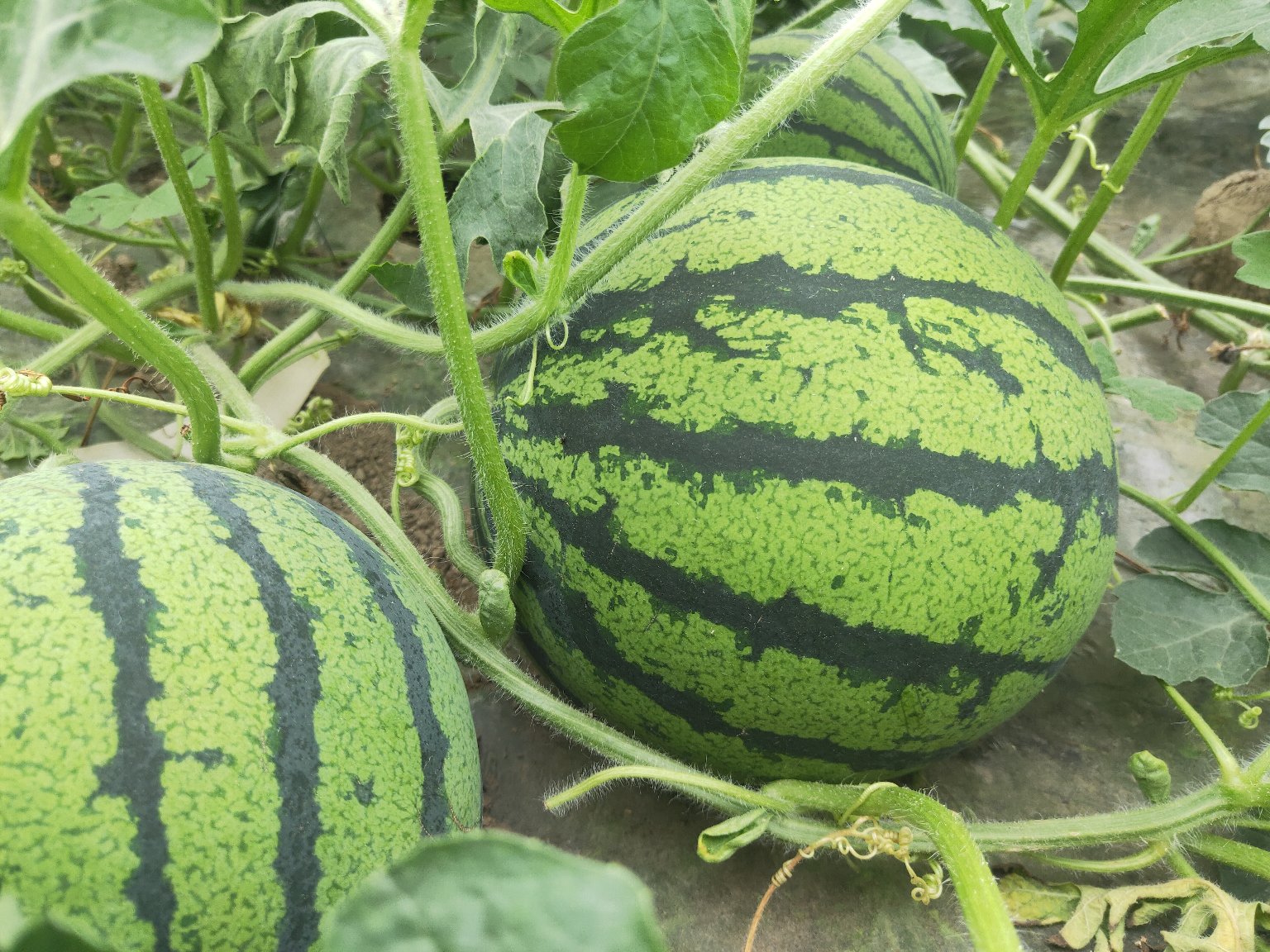 京欣西瓜田间生长实景