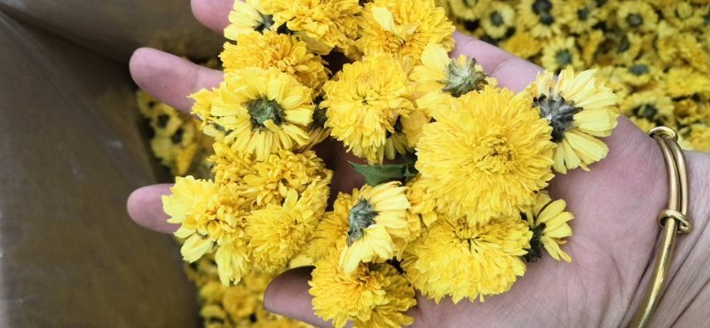 栗子花泡水成品图