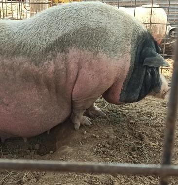 猪小香猪杂交猪怀孕母猪发情母猪