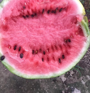 [西瓜批发]8428西瓜价格1.80元/斤 - 一亩田