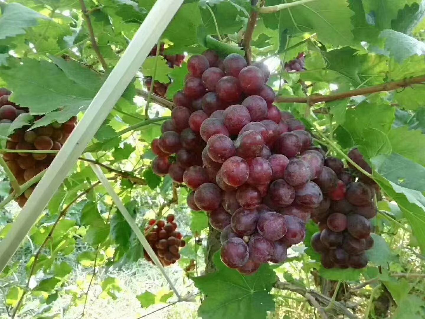 维多利亚葡萄特写