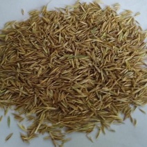 高羊茅种子草坪种子厂家直销长年供应