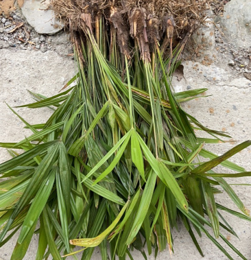 精选棕树苗(绿化专用)存野生下山,成活率高,抗旱