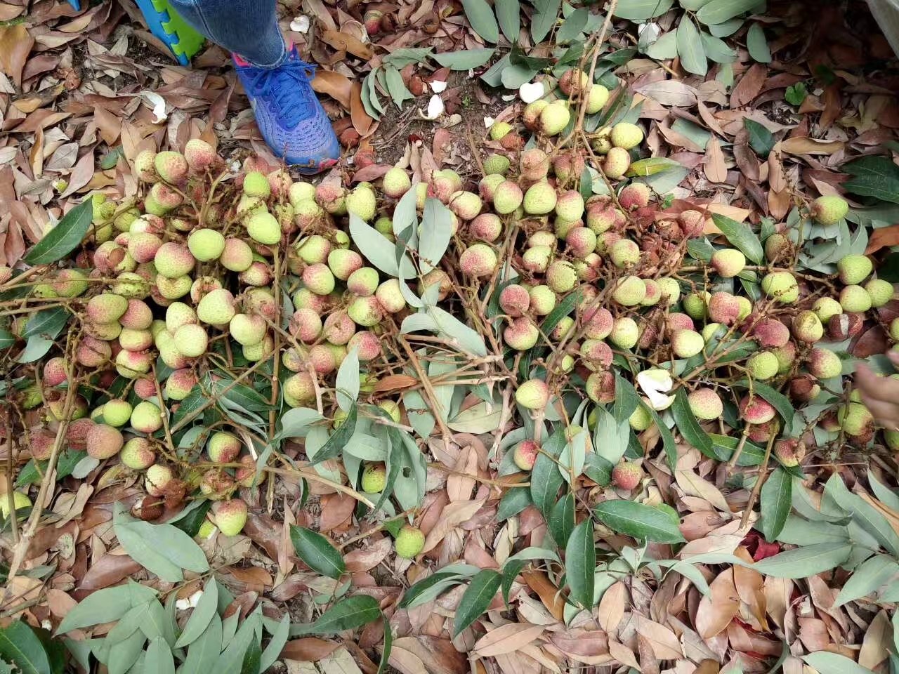 果园中的三月红荔枝树