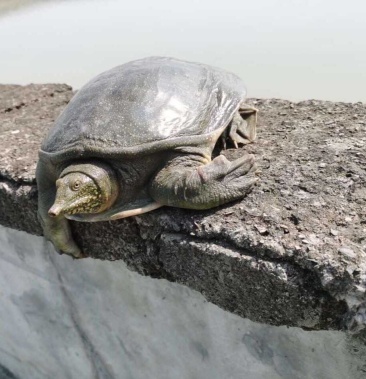 甲鱼水鱼鳖价格便宜了,包活运到. 野外放养 包邮