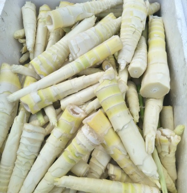 [竹笋批发]花壳笋笋肉价格3.00元/斤 - 一亩田